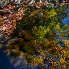 Autumn leaves reflected in the water