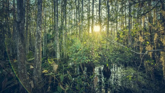 Sunset over tropical forest swamp, Florida. Time lapse with sun beam