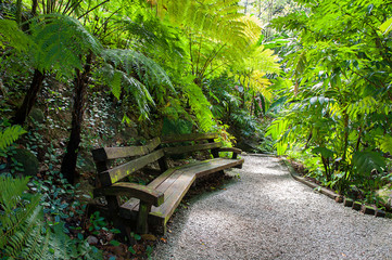 A beautiful park with fresh green fern and trees