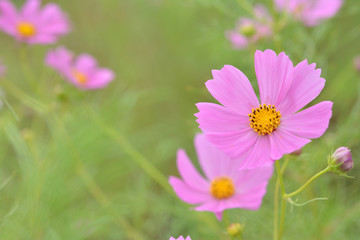ピンクのコスモス

