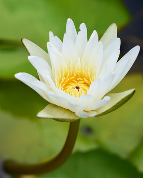 White Lotus flower  in the peaceful pond.
