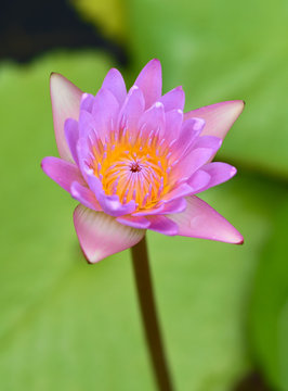 Pink Lotus flower  in the peaceful pond..