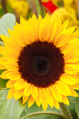Obraz premium Seasonal harvesting decorations made of sunflower flowers