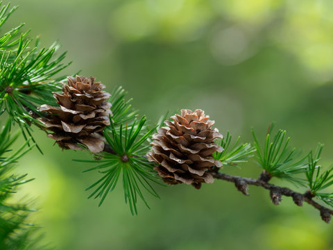 カラマツのまつぼっくりと葉