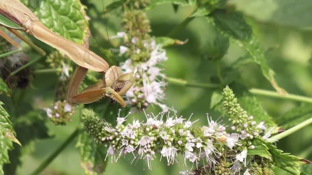large praying mantis catches and eats a bee