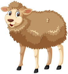 Smiley sheep on white background