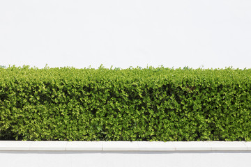 Cespuglio verde con muro bianco di sfondo