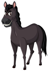 A black horse on white background