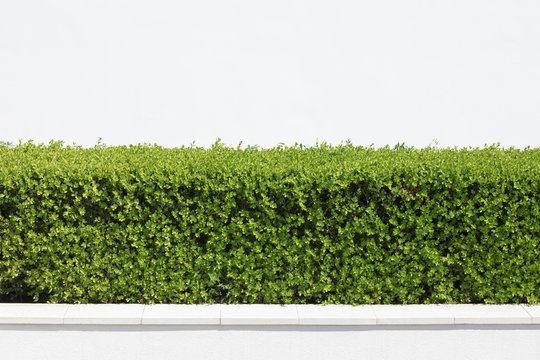 Cespuglio verde con muro bianco di sfondo