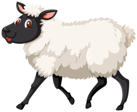 A cute sheep on white background