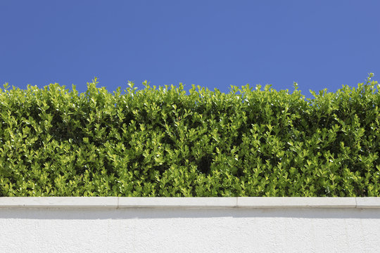 Cespuglio verde con sfondo cielo
