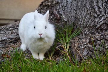 Cute white dwarf bunny playing in the grass outside