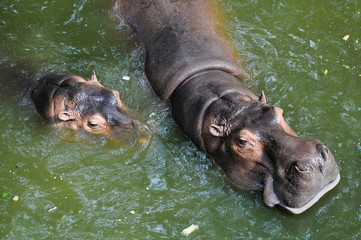 A hippopotamus swims in a pond in Thailand 