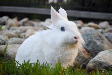 Cute white dwarf bunny playing in the grass outside