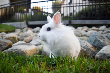 Cute white dwarf bunny playing in the grass outside