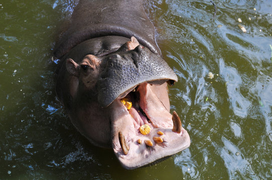 Hippo with an open mouth in the pond in Thailand 