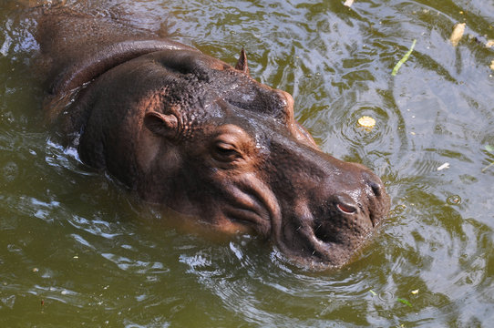 A hippopotamus swims in a pond in Thailand 