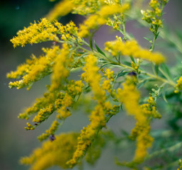 yellow flower still life