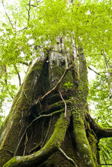 A forest of Yakushima which 