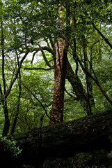 A forest of Yakushima which 