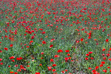 Field of red poppy flowers in spring