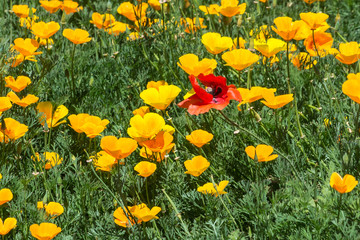 A red poppy flower and yellow poppies