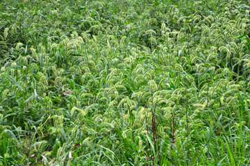 エノコログサ（ネコジャラシ）が繁っている草叢