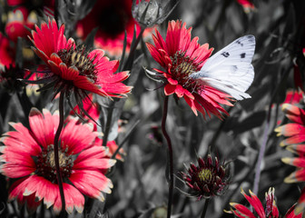 Fire wheel wildflowers and a butterfly with red emphasized