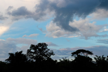 Landscape silhouette of trees with the sky in evening.