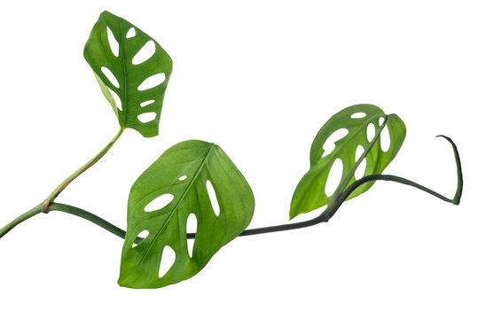 young green monstera (expilata) twig is isolated on white background, close up