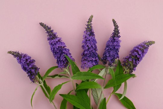 buddleja davidii.buddleja lilac flowers on a pink  background. bright violet flowers on a gentle pink background.summer floral background