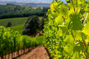 Fototapeta na wymiar Looking down a track of bare dirt between vineyard rows to vineyard hills behind, a close up of glowing grape leaves in the foreground.