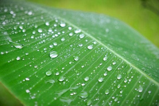 Rain drop, Dew droplets on Banana leaf
