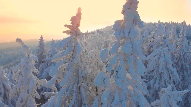 AERIAL CLOSE UP: First sunrays shining trough frozen spruce trees at winter sunrise. Flying over endless spruce treetops covered in snow and ice at gorgeous winter sunset. Forest on winter morning