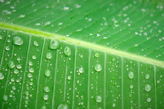 Rain drop, Dew droplets on Banana leaf