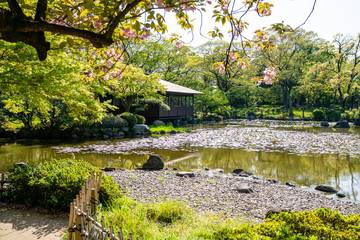 view of japanese garden with trees and pond.