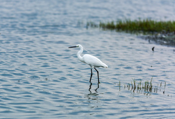 Little Egret