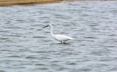 Fototapeta na wymiar Little Egret