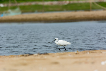 Little Egret