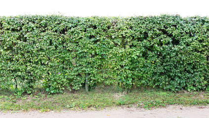 Fototapeta na wymiar A long hedge of cut decorative hawthorn bush. Isolated on top