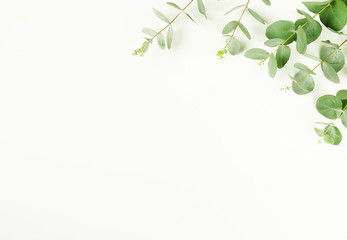 green eucalyptus branches herbs, leaves,  plants frame border on white background top view. copy space. flat lay
