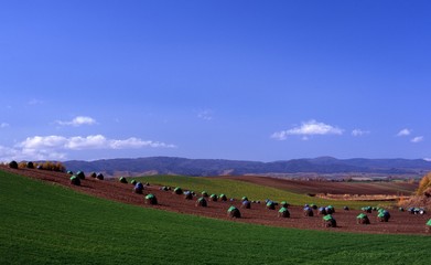 Fototapeta na wymiar 収穫の丘