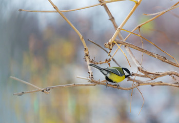 Titmouse
