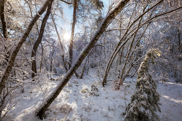 Winter forest