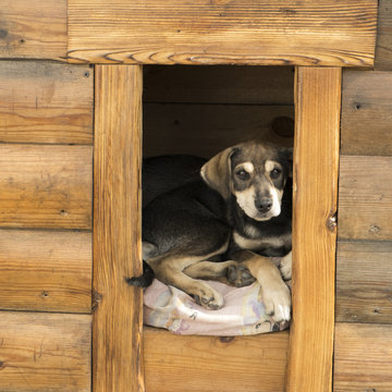 The puppy looks out of the doghouse