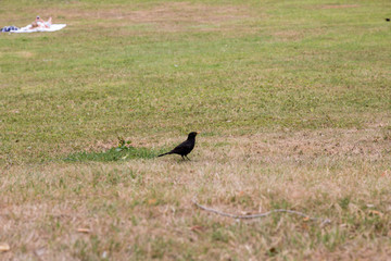 Crow