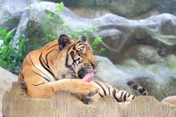 INDOCHINESE TIGER (Panthera tigris corbetti) in the zoo at Thailand