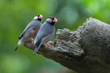 Pair of Java Sparrow (Lonchura oryzivora) beautiful grey birds with pink legs.