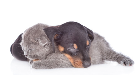 Puppy and kitten are sleeping together.  isolated on white background