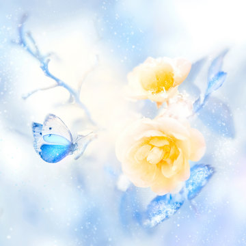 Beautiful yellow roses and blue butterfly in the snow and frost. Artistic winter natural image. Delicate color.